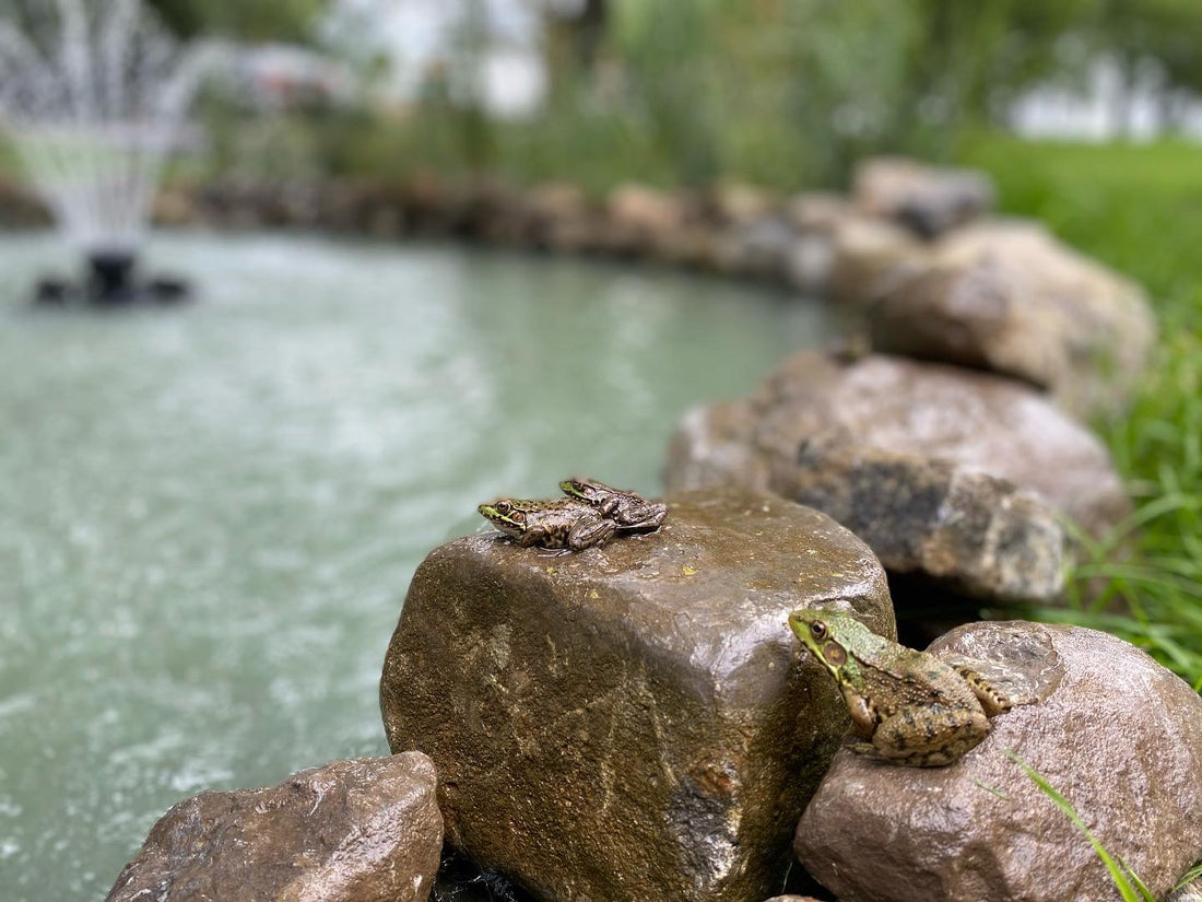 Bray Heights in the News